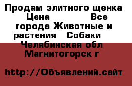 Продам элитного щенка › Цена ­ 30 000 - Все города Животные и растения » Собаки   . Челябинская обл.,Магнитогорск г.